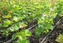 Зростання саджанців винограду способи посадки та технології зростання