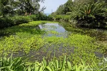 Мортелла
