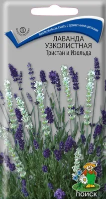Насіння лаванди багаторічної в каталозі інтернет-магазину насіння