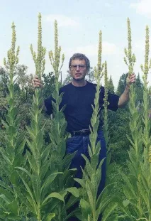 Сибірський бамбук сибірський