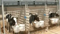 Системи боксів для телят телят