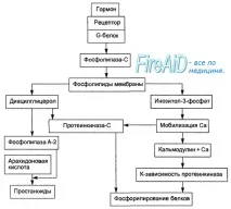 Система гуанілатциклаза-цГМФ цГМФ