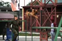 Змагання кінологів зі службовими собаками відбулися у Южно-Сахалінську. змагання