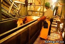 Скотобійня - Вегетаріанство - Статьи - Матеріали статьи