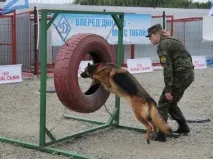 Змагання кінологів зі службовими собаками відбулися у Южно-Сахалінську. южно-сахалінську