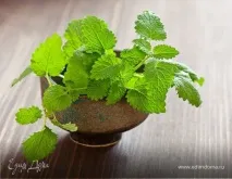 Спеція мелісу у кулінарії кулінарії