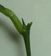 ґрунту