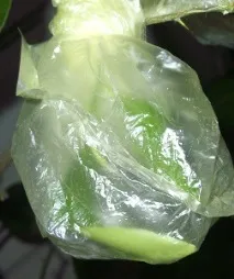 ґрунту