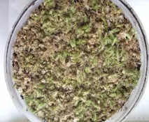 розмноження
