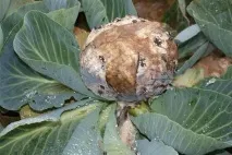 У капусти в’яне листя капусти