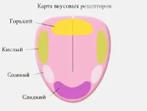 Будова мови анатомія, функції, аномалії розвитку анатомія