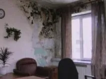 Топ 5 засобів від грибка у квартирі, Дезінфекція, дезінсекція, дератизація - Інформаційний портал квартирі
