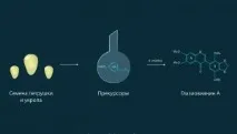 Кріп і петрушка - панацея від раку - Все про онкологію кріп
