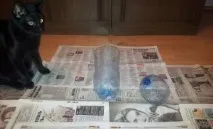 Укорінення оливи та апельсина - Сад та город на підвіконні -Форум на підвіконні