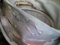Догляд за пральною машиною, Причини появи неприємного запаху з пральної машини, Правила догляд