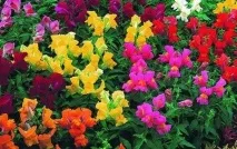Вибираємо однорічники для посадки на дачі - секрети вирощування, Мої Ідеї Для Дачі та Саду дачі