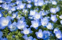 Вибираємо однорічники для посадки на дачі - секрети вирощування, Мої Ідеї Для Дачі та Саду вибираємо
