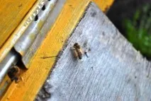 Весняна ревізія бджіл, Нотатки бджоляра нотатки
