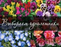 Вибираємо однорічники для посадки на дачі - секрети вирощування, Мої Ідеї Для Дачі та Саду посадки