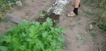 Вирощування редис посадка та терміни посадки терміни