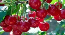 Вишня користь та шкода для здоров’я жінки користь