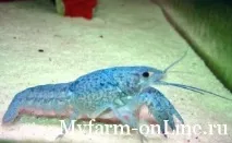 Вирощування кубинських раків - Моя Ферма ОнЛайн - фермерський портал про сільську справу кубинських