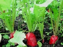 Вирощування редис посадка та терміни посадки вирощування