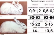 Пухові кролики кроликів