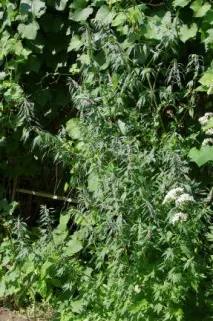 motherwort