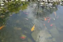 Влаштування водоймища на дачі. водоймище