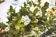 Витончене весілля у морському стилі від Марії та Лева весілля