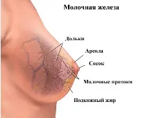 УЗД молочних залоз може