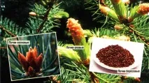 Всі нирки хороші, Ви здорові здорові