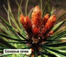 Всі нирки хороші, Ви здорові хороші