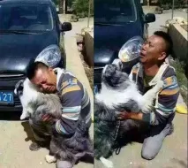 Зустріч господаря та його собаки, який був вкрадений який
