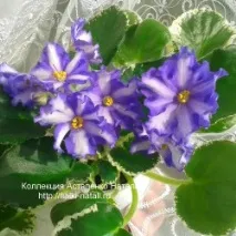 наталі