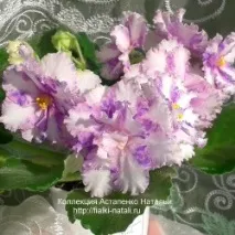 наталі