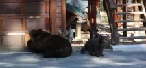 Добре, добре, ми йдемо вони