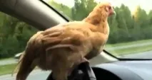 Я паркуюсь як курка паркуюсь