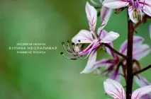 неопалима