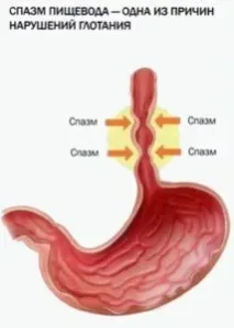 хранопровода