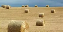 Заготівля сіна заготівля