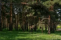 Заміське (клубне) селище «Соколина гора» заміське
