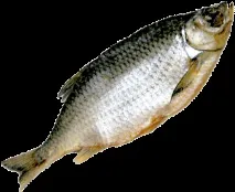 Закуски до пива закуски