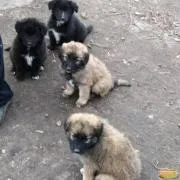 Тварини ціна в Тамбовська область | тварини