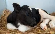 Тварини ціна в Тамбовська область | тварини