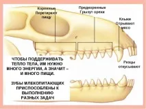 Зубна система ссавців ссавців