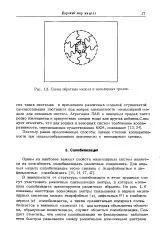 велика