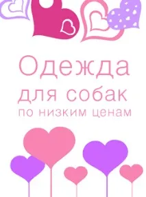 Американський бультер’єр американський
