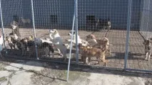 У Болгарії відловлюють все більше бродячих собак більше